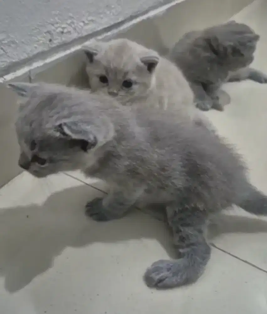 BSH KITTEN ASLI