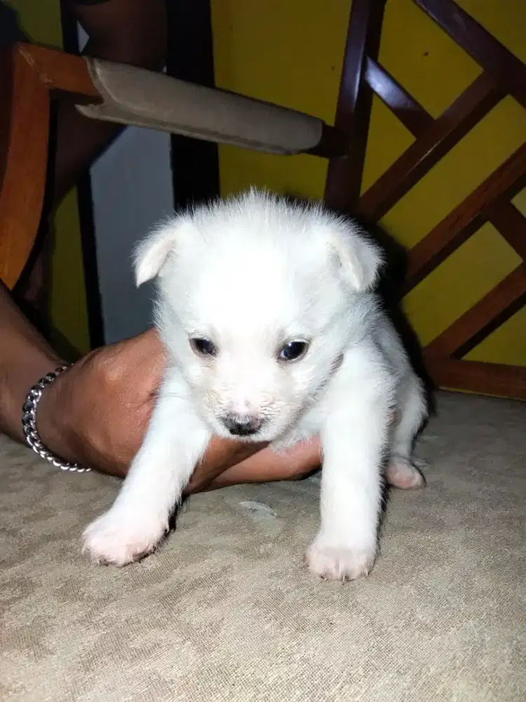 Mini pom mix schnauzer