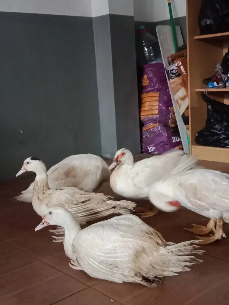 dok bebek entog