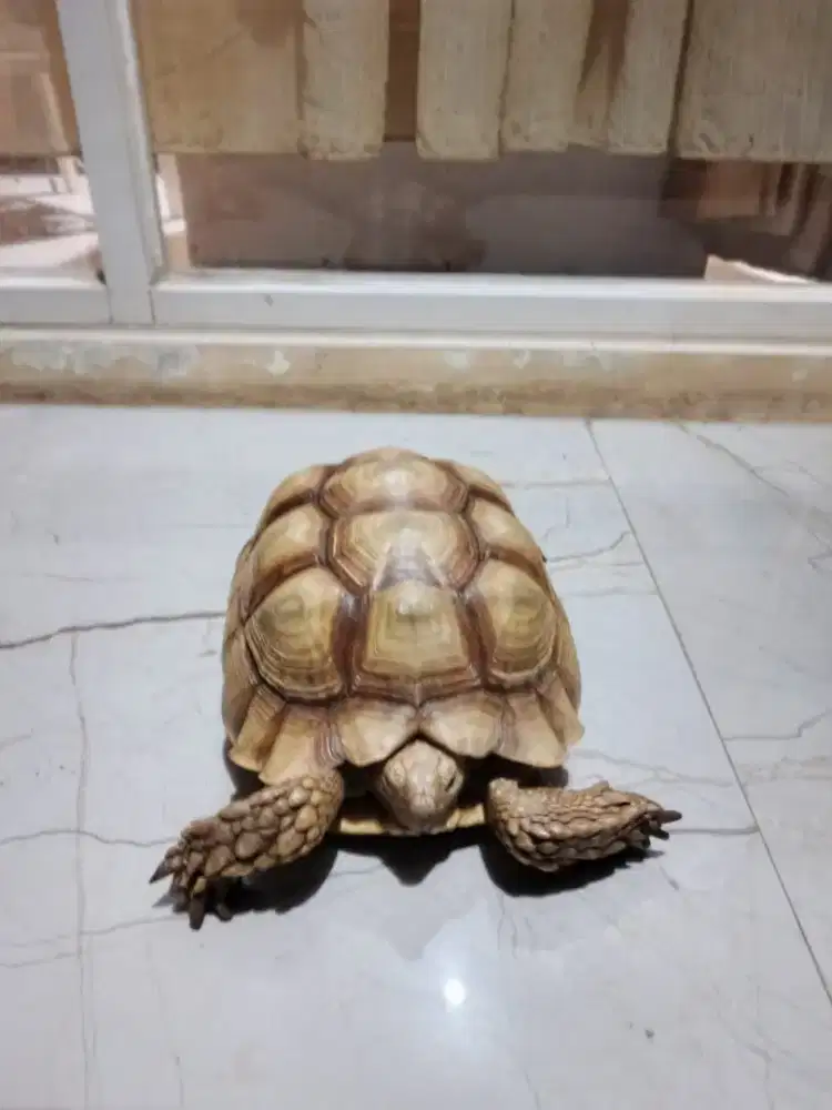 sulcata 25cm betina