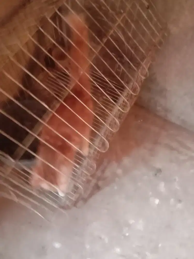 Kucing persia x maincone anak 4 bulan murah tidak keurus