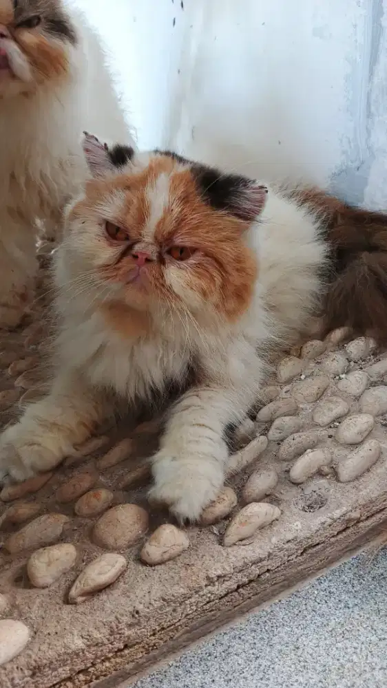 Peaknose betina