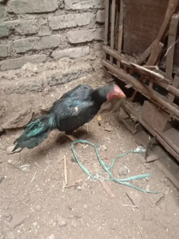 Ayam pakhoy blackbull super mantap Joss murah line anak import