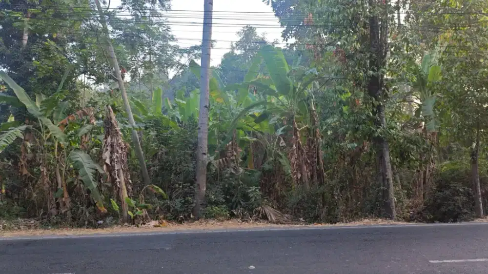Disewa/Dijual Tanah Pekarangan Strategis (Pinggir jalan kabupaten)