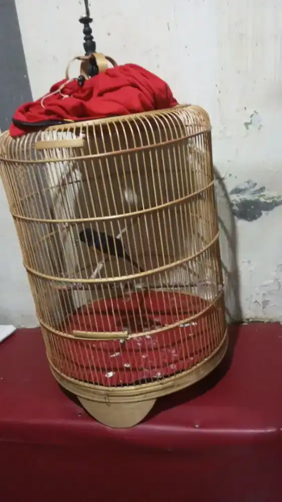 Murai pastol dan murai trotol