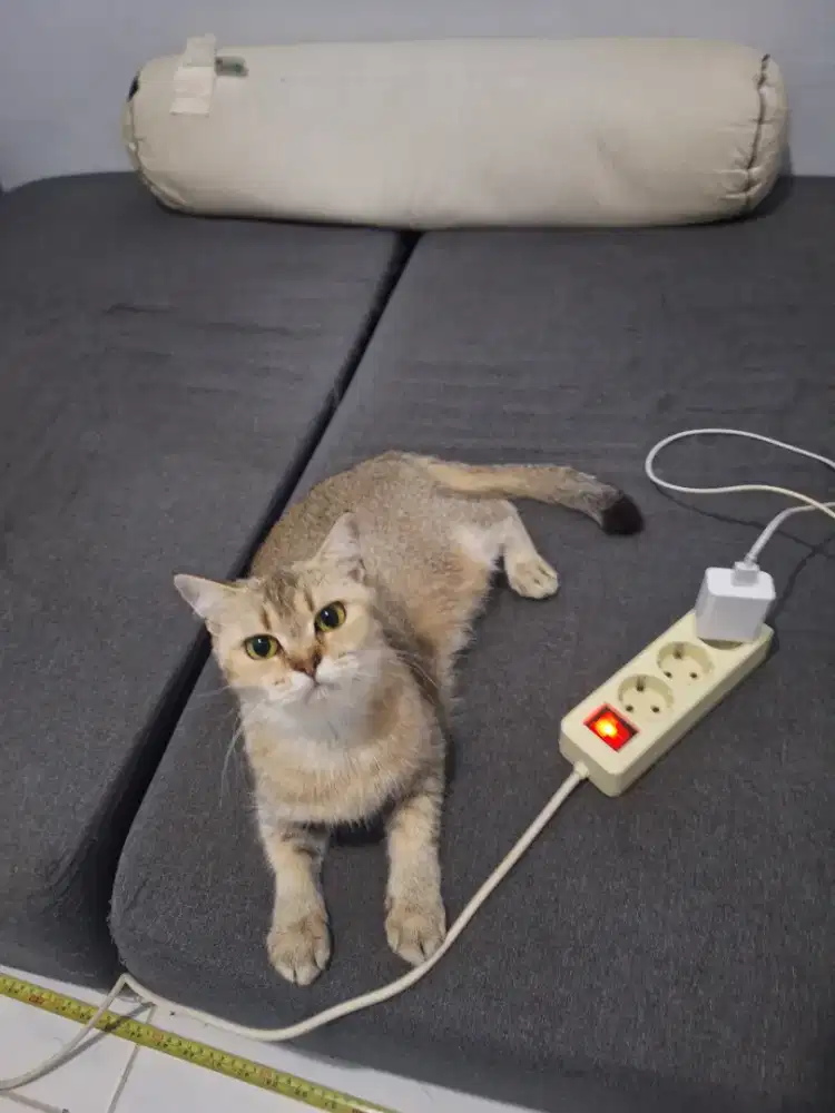 Kucing britishshorthair BSH betina golden ny25
