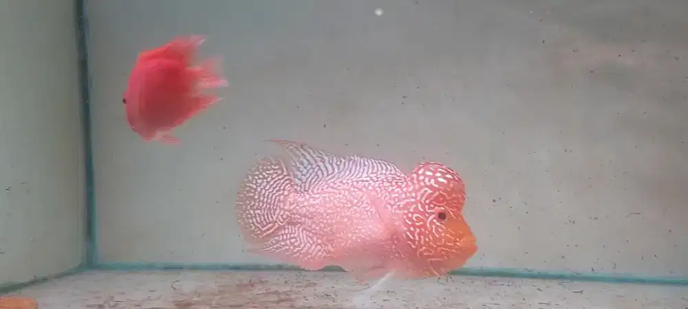 Ikan louhan GB kamfa 14cm