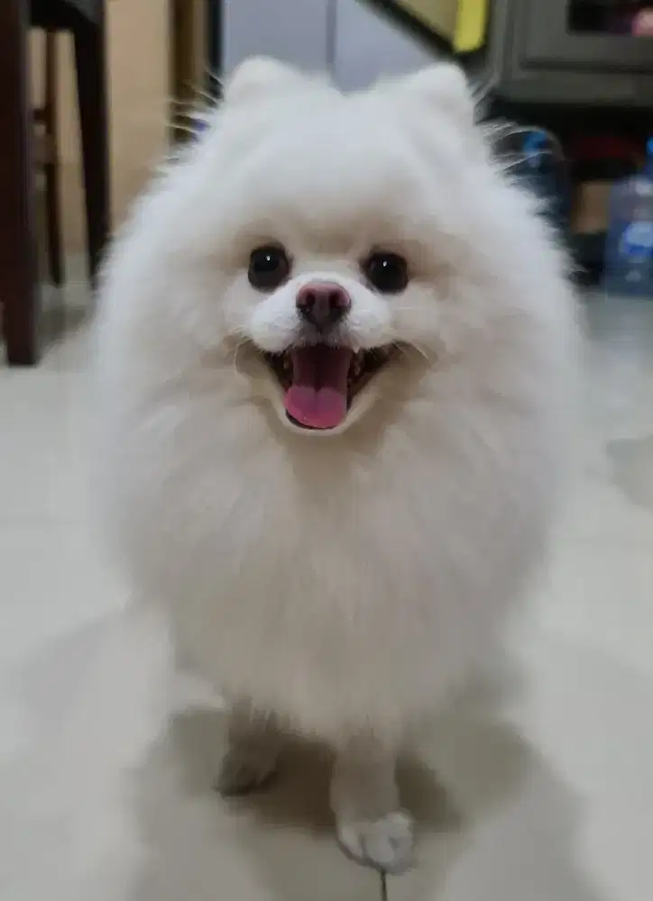 Dijual Anjing Pomeranian