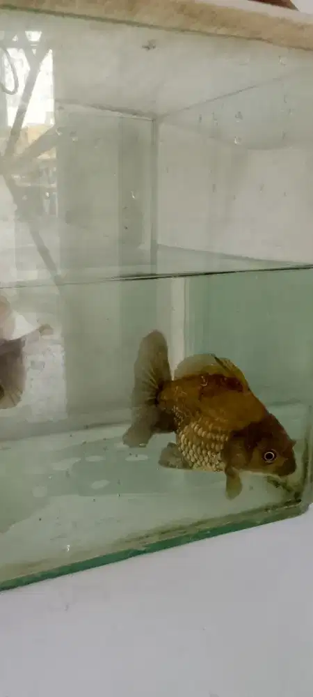 ikan mas koki oranda hitam jumbo sepasang