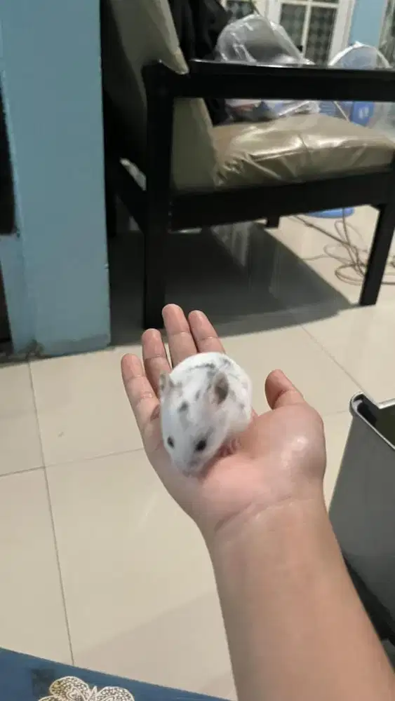 Hamster fujiyama