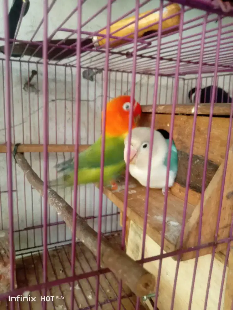 sepasang love bird siap betelur fulset