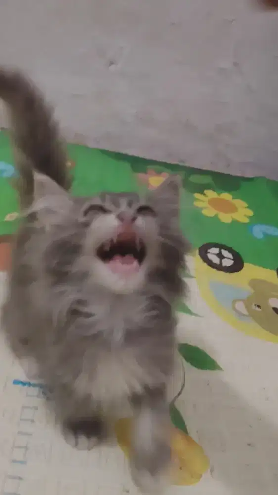 Kitten loonghair
