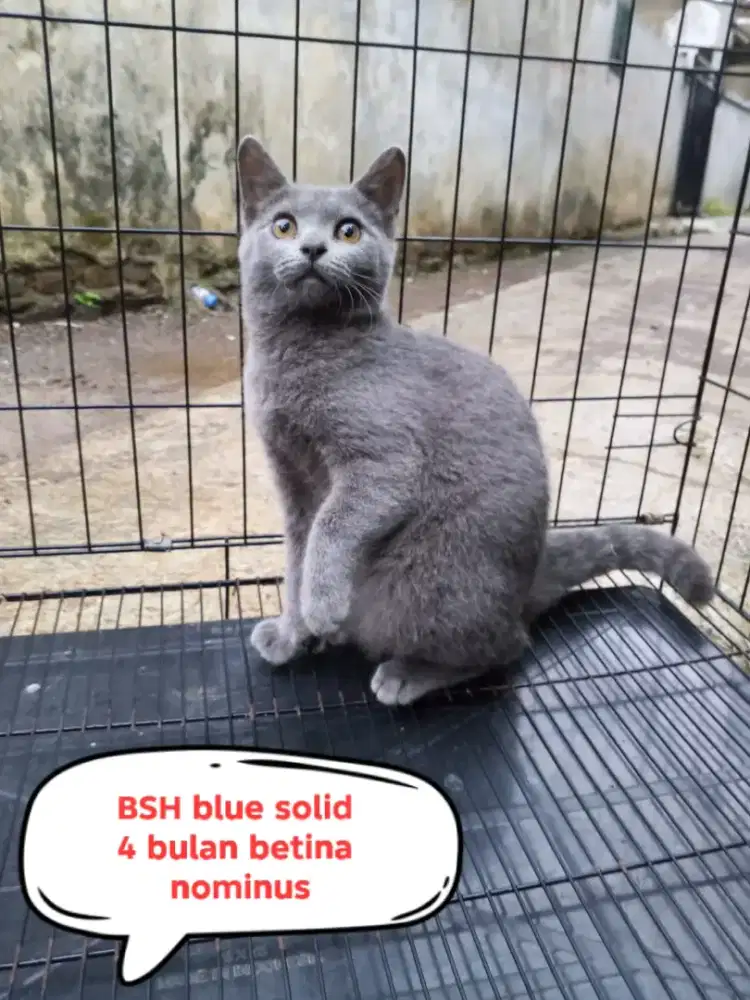 Kucing British shorthair (BSH)
