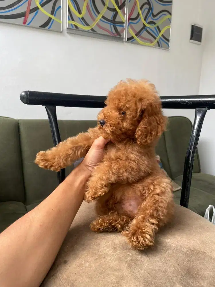 Red tiny poodle jantan