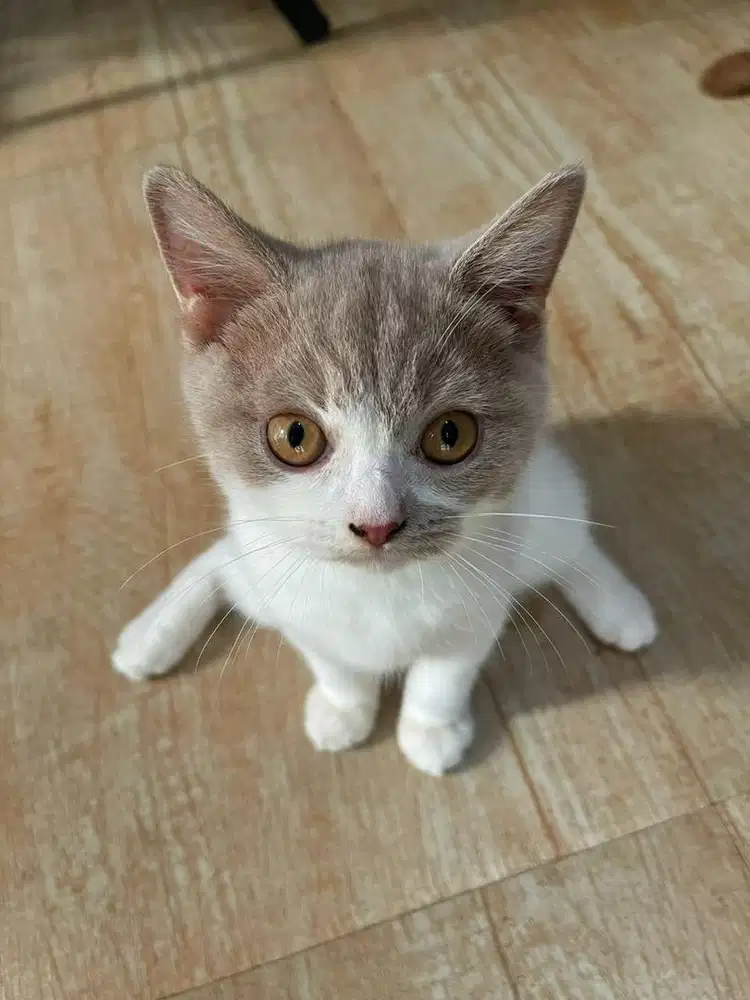 Bsh creambicolour jantan 2,5bln