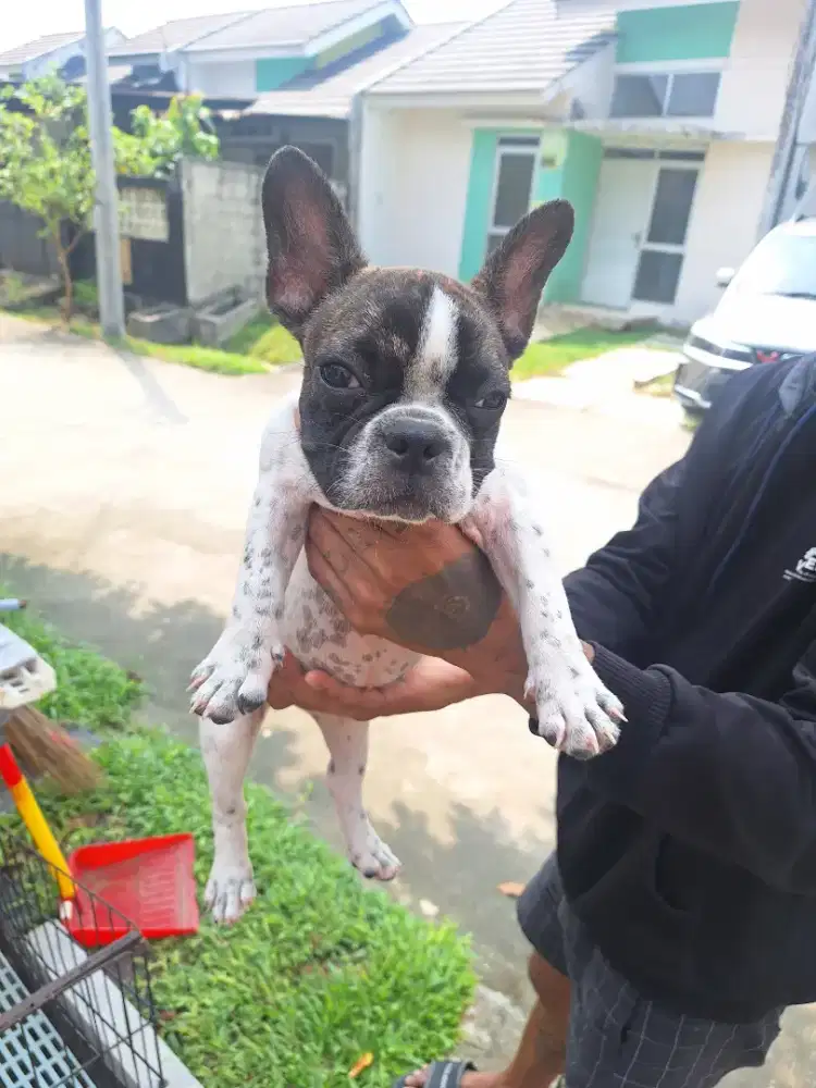 Dijual anakan frenchie