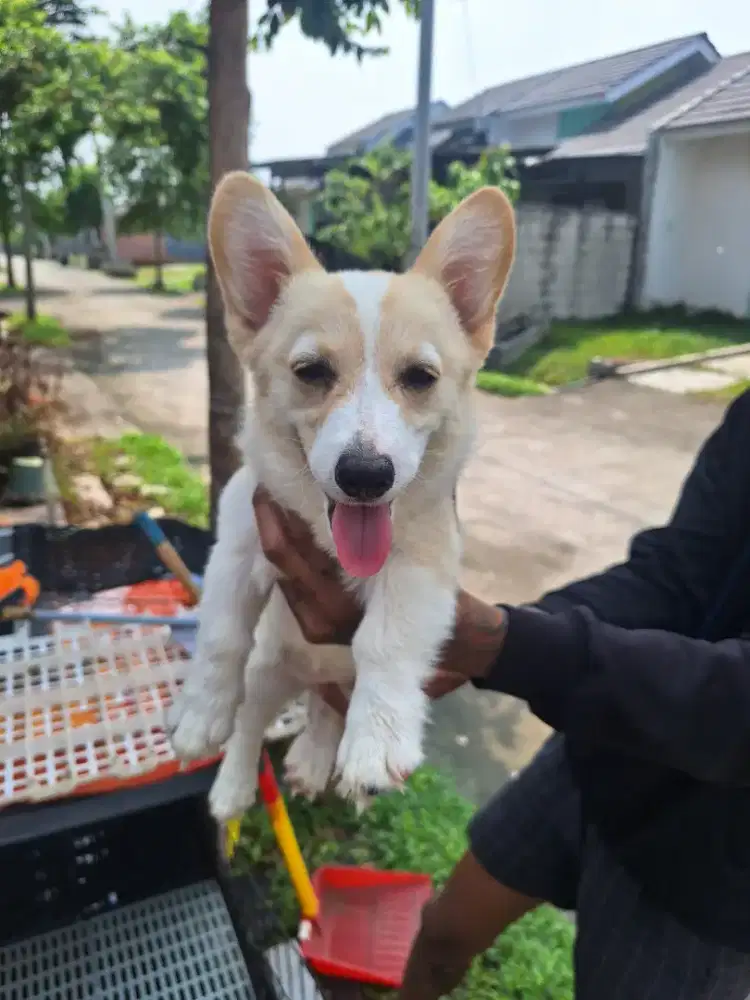 Dijual anakan corgi