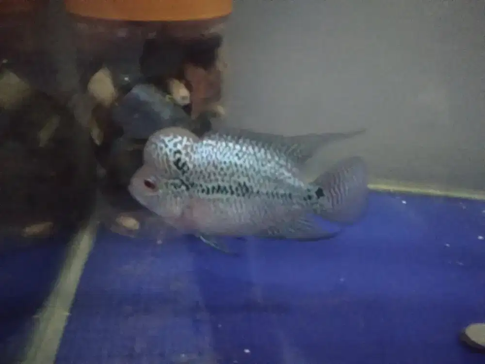 ikan louhan srd