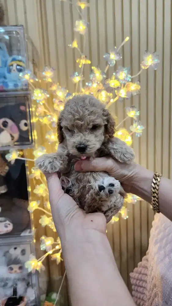 Anakan Poodle Murahhh
