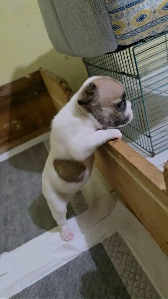 Anakan French Bulldog