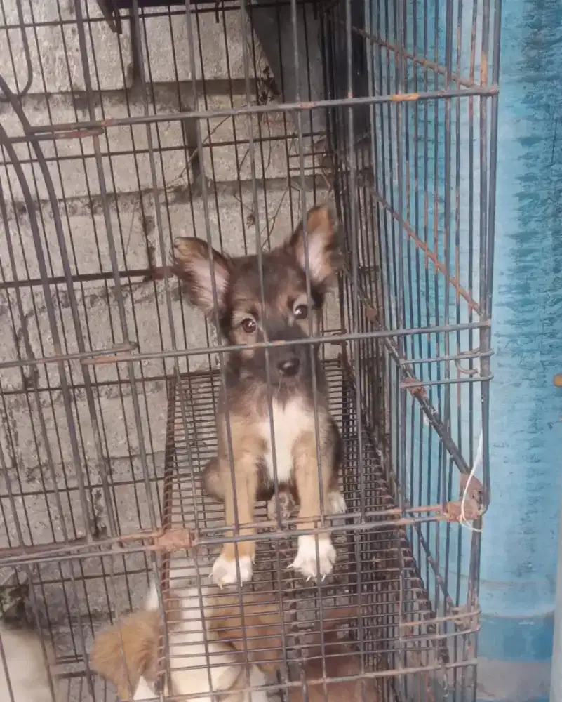 Anak Anjing Husky Mix