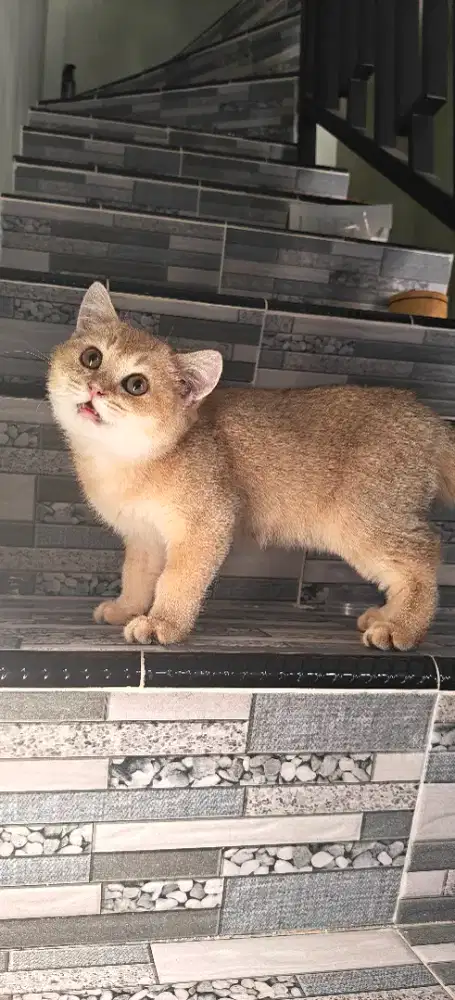 BSH Golden Betina