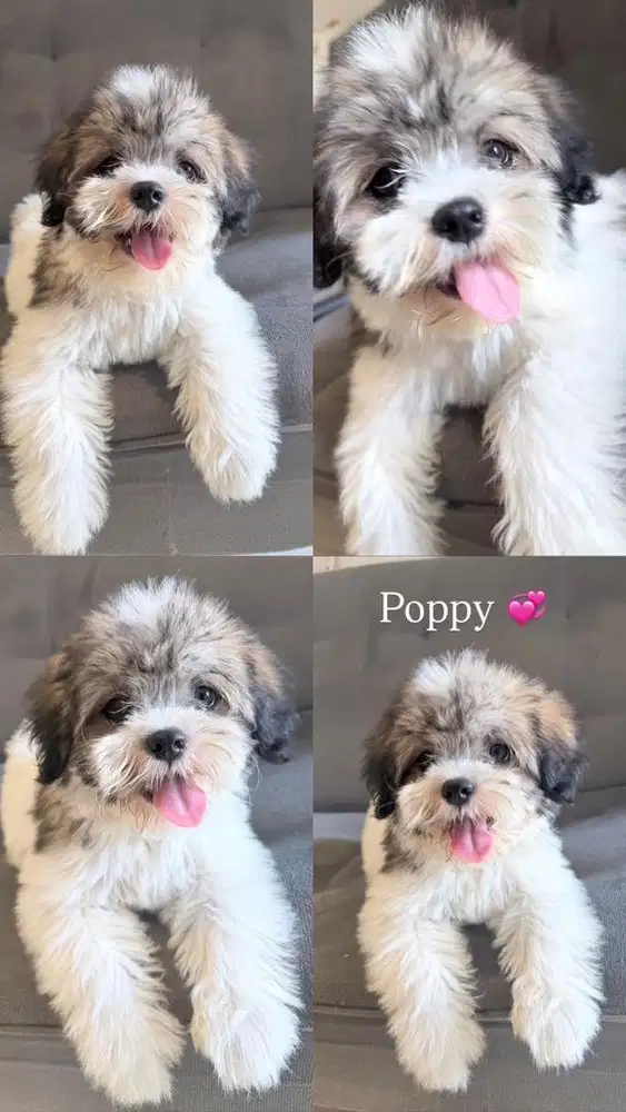 Puppy shihtzu sudah vaksin betina