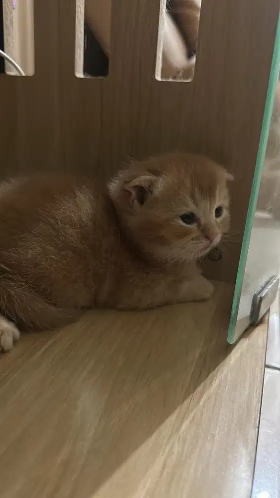 Open adopt kucing BSH scottish fold mix munckin