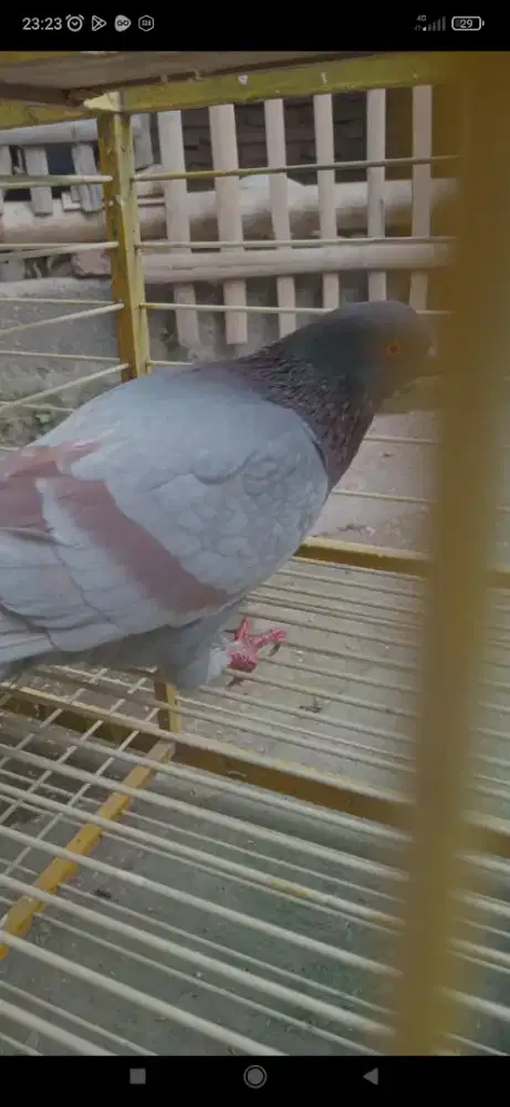 Merpati kolong jantan