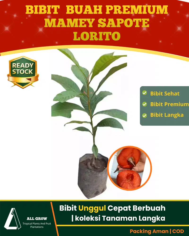 Bibit Mamey Sapote Lorito Seedling - kualitas Unggul dan Premium