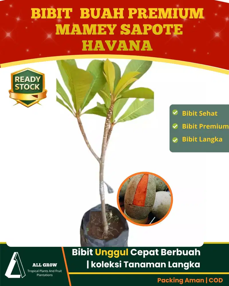 Bibit Buah Premium Mamey Sapote Havana: Si Sawo Raksasa Siap Tanam