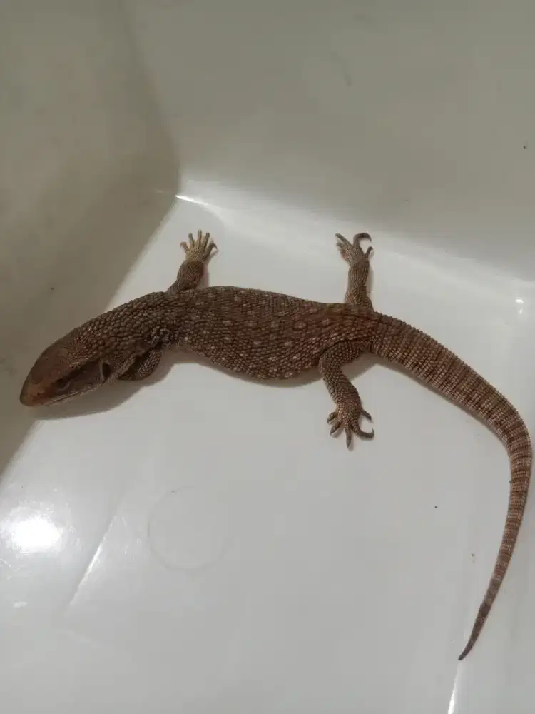 Kadal Biawak Gurun