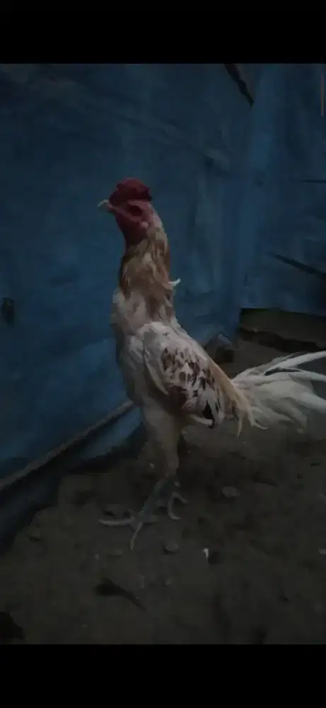 Ayam pejantan pakoy