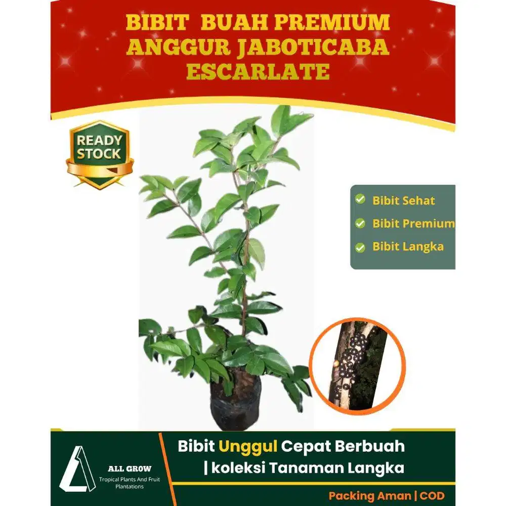 Tanaman Anggur Jaboticaba Escarlate | Premium| Bibit Unggul Siap Tanam