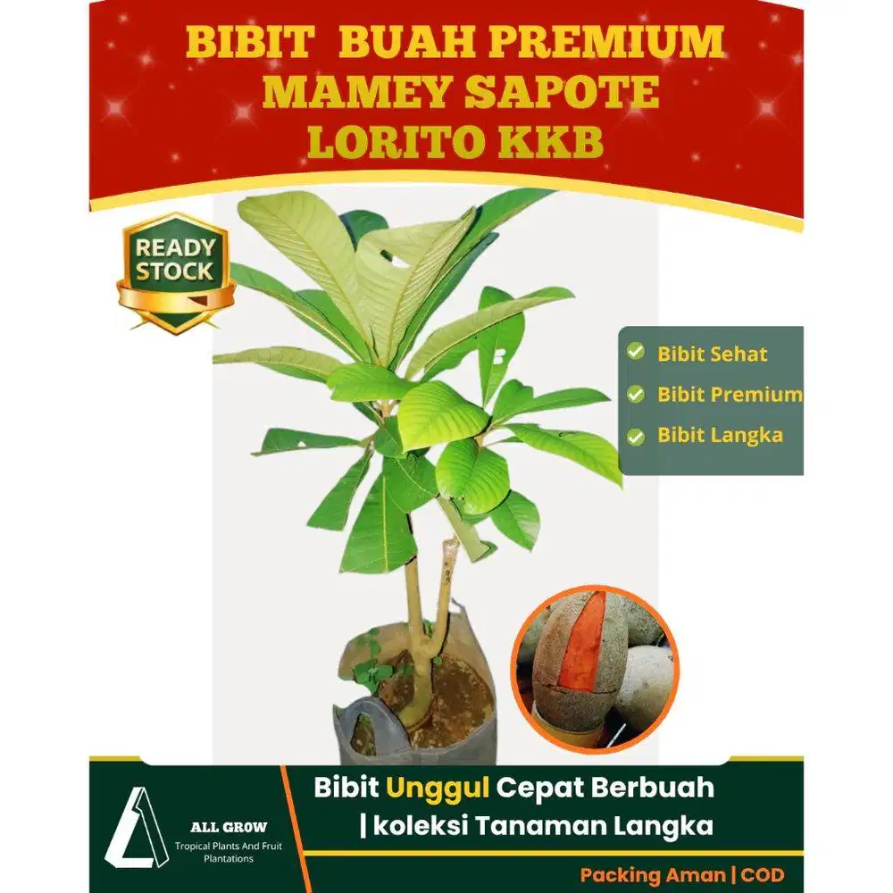 Bibit Tanaman Premium Mamey Sapote Lorito KKB Unggul Cepat Berbuah
