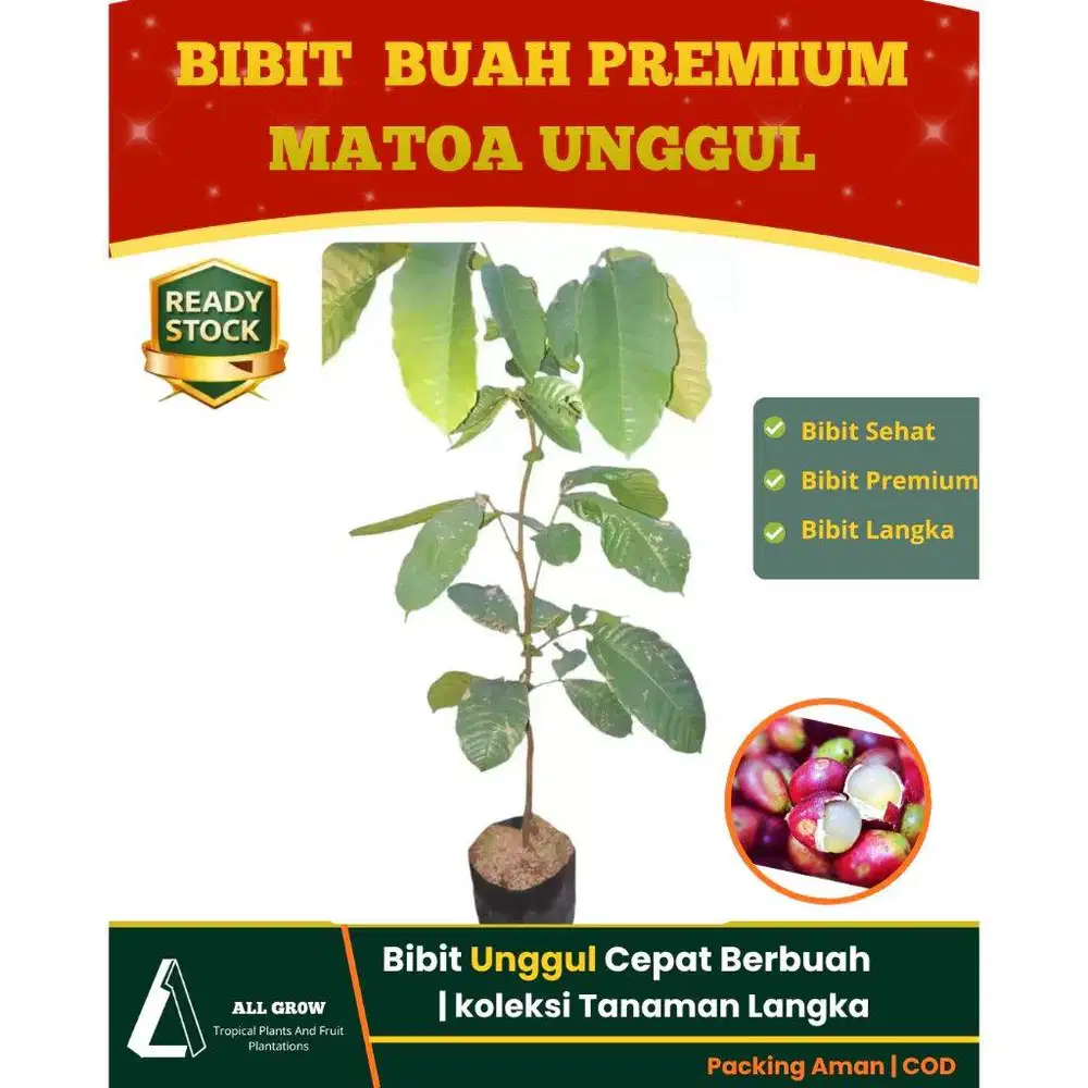 Bibit Matoa Premium | asli | Bibit unggulan siap tanam