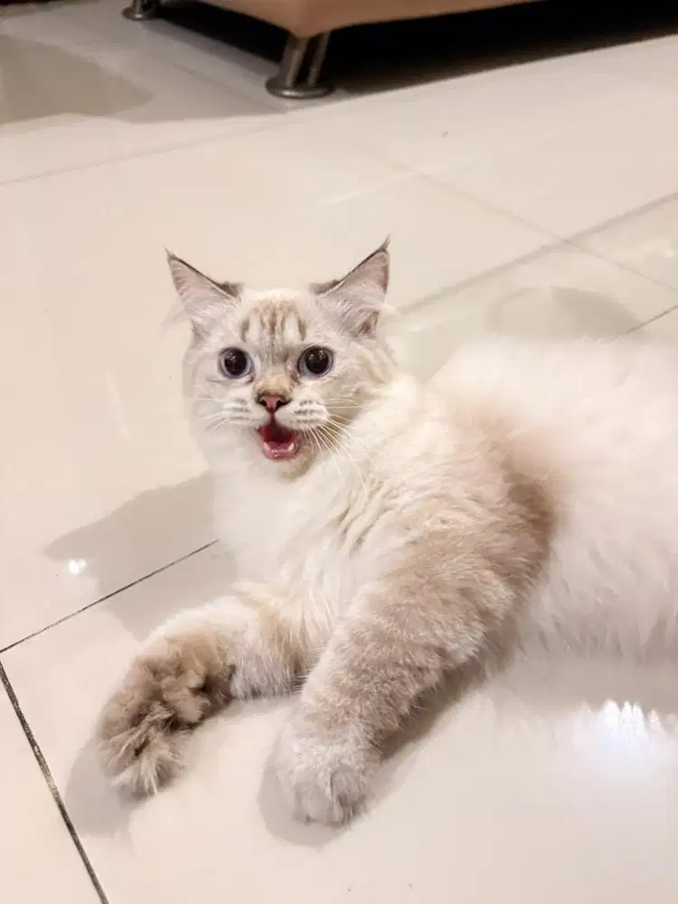 KUCING HIMALAYA x SCOTTISH STRAIGHT