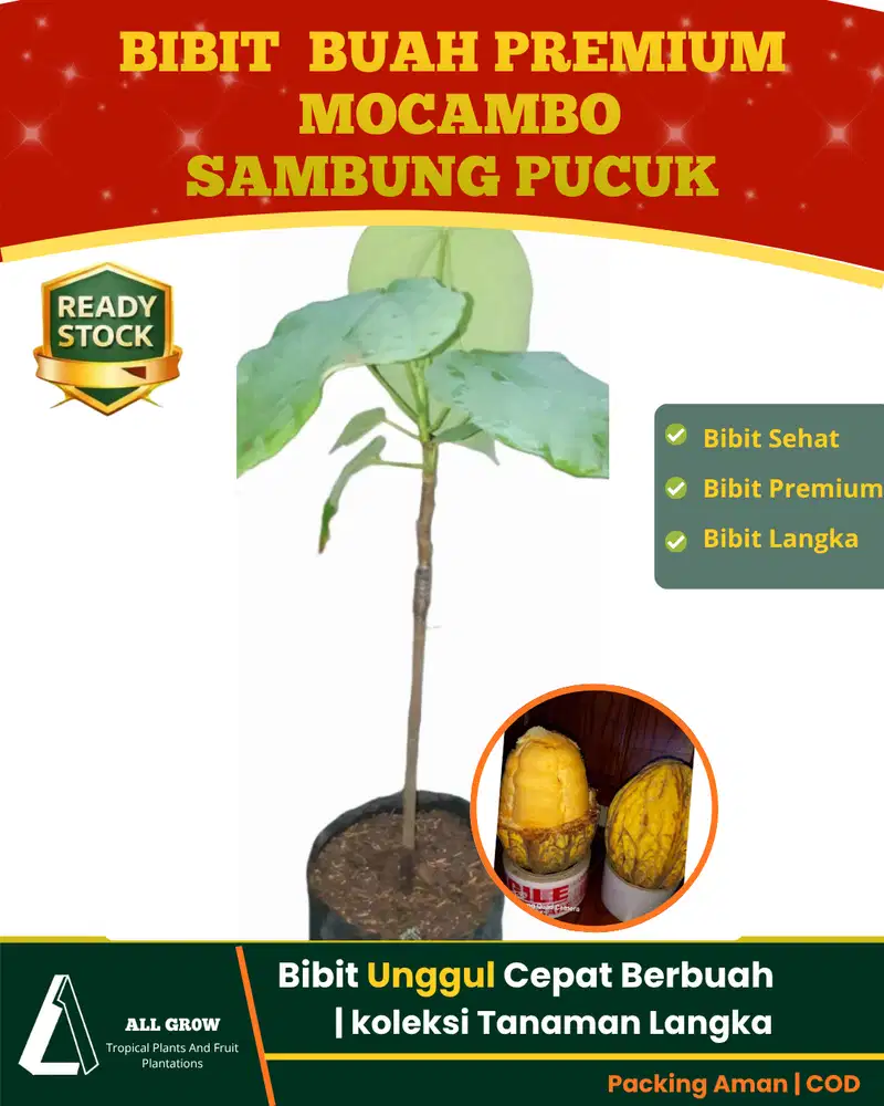 Mocambo Sambung Pucuk Langka tanaman Cokelat Amazon Eksotis Siap Tanam
