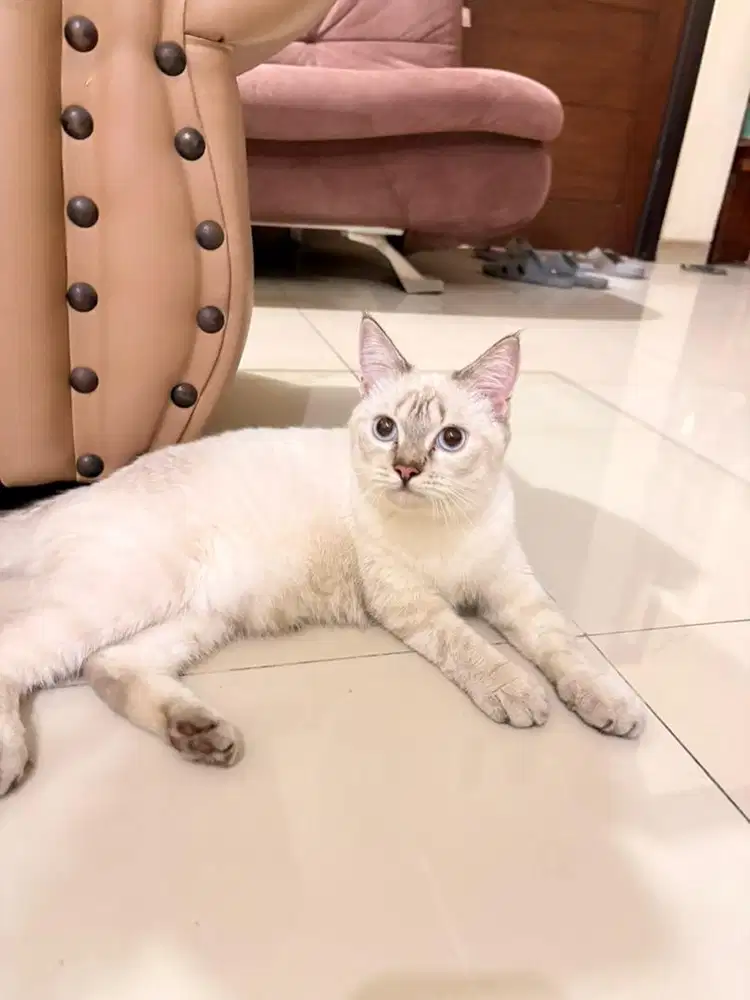 KUCING HIMALAYA X SCOTTISH STRAIGHT BETINA