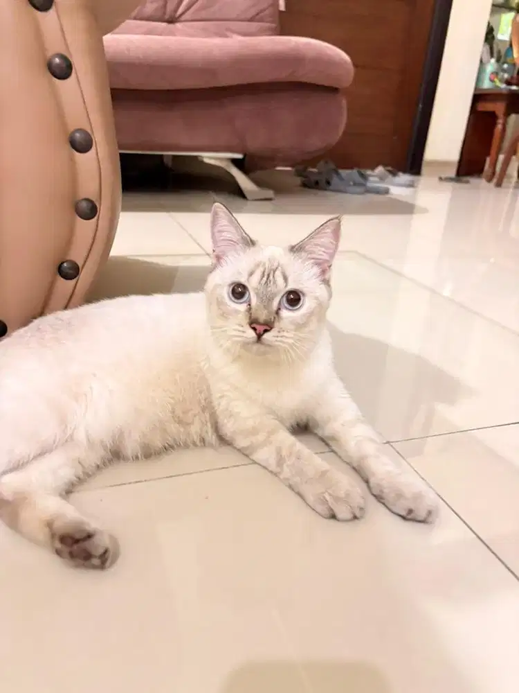 KUCING HIMALAYA X SCOTTISH STRAIGHT BETINA