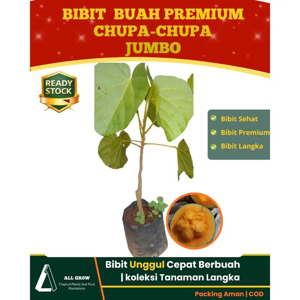 Tanaman Buah Unggul Chupa-chupa Jumbo | Siap Tanam, Premium|