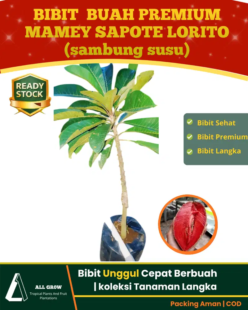 Bibit Mamey Sapote Lorito Sambung Susu Unggul Cepat Berbuah, Premium