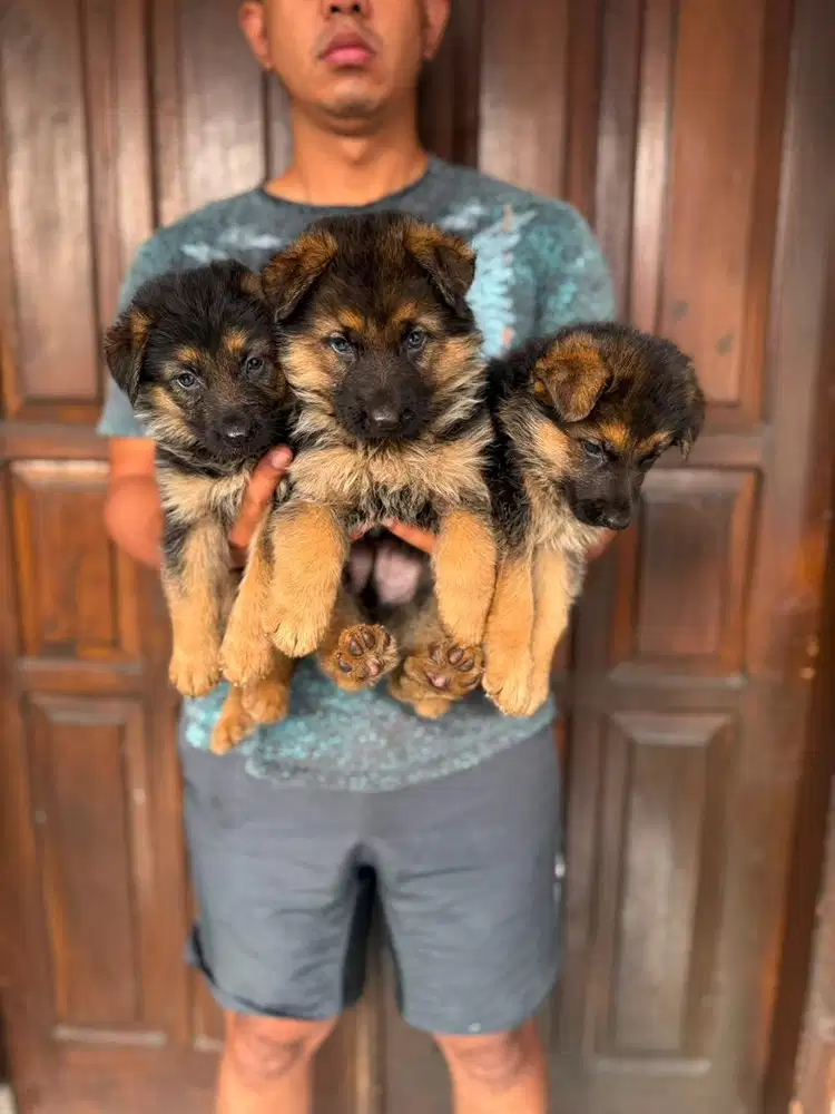 GSD / Herder Stb vaksin