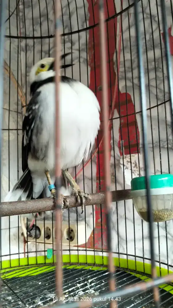 Jalak hongkong gacorr istimewah