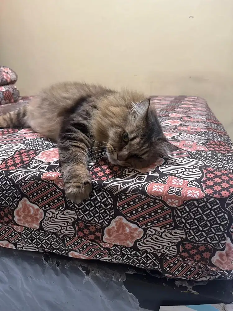 Di jual kucing maincoon