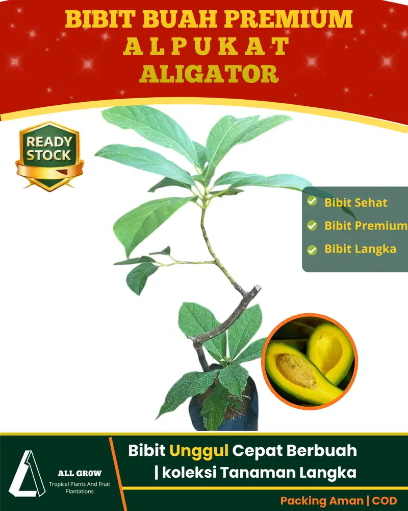 Bibit Premium Alpukat Aligator (Sambung Pucuk) Unggul Siap Tanam Tanam