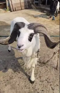 domba garut jantan super 2 tahunan siap pemacek koleksi gagah rawatan