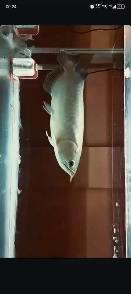 ikan arwana green pino