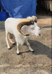 domba garut jantan 2 tahunan tanduk panjang melingkar exotik pemacek