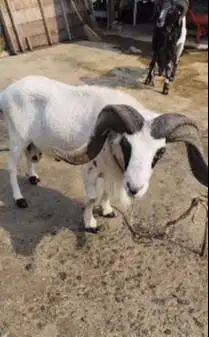 domba garut jantan 2 tahunan tanduk panjang melingkar exotik pemacek